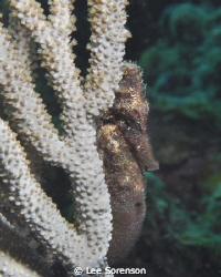 Seahorse standing at the ready... by Lee Sorenson 